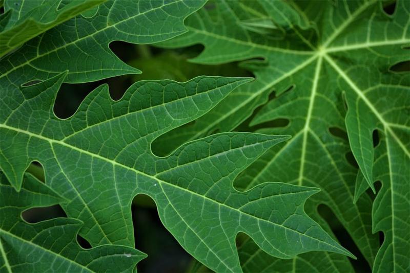 Daun Pepaya